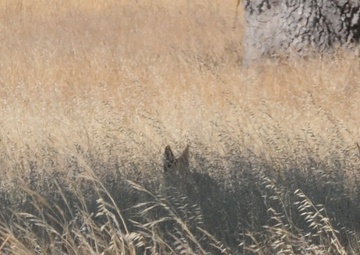 Into the wild on Fort Hunter Liggett, soldiers, game warden give safety tips for animal encounters