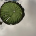 197th Special Troops Company (Airborne) training