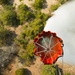 Forest fire on Camp Williams