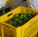 Farmer's Bazaar in Marjah