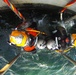 US Navy divers search for the remains of five unaccounted for service members from 1942