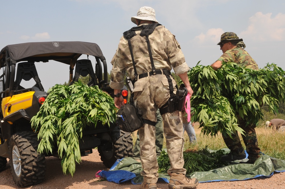 Operation Flypaper: Colorado Guardsmen assist law enforcement agencies in largest marijuana bust in southern Colo.