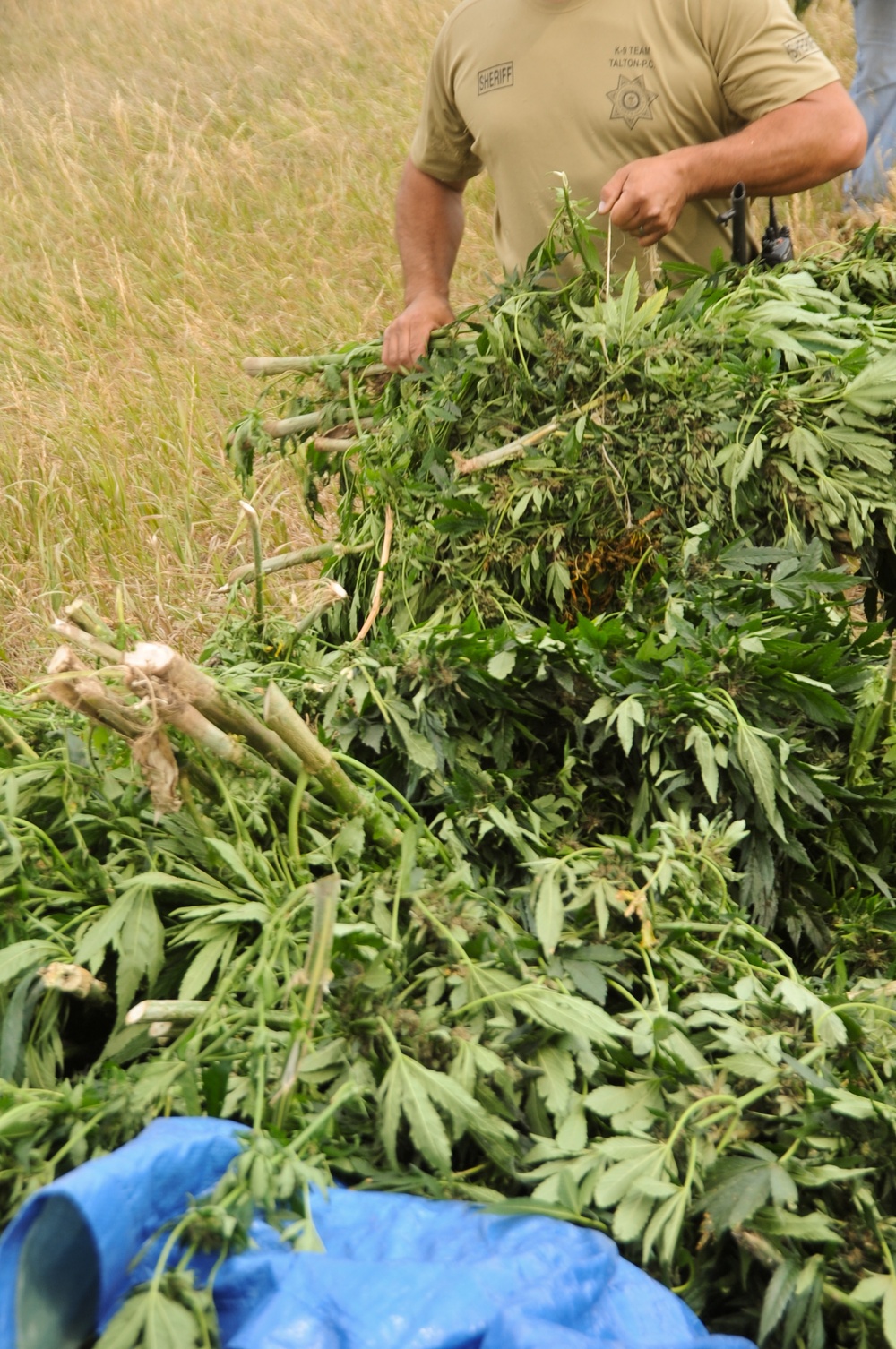 Operation Flypaper: Colorado Guardsmen assist law enforcement agencies in largest marijuana bust in southern Colo.