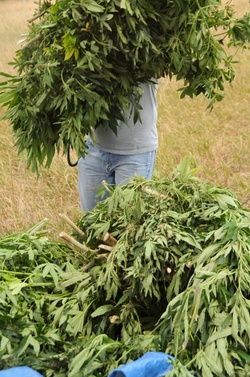 Operation Flypaper: Colorado Guardsmen assist law enforcement agencies in largest marijuana bust in southern Colo. [Image 19 of 25]