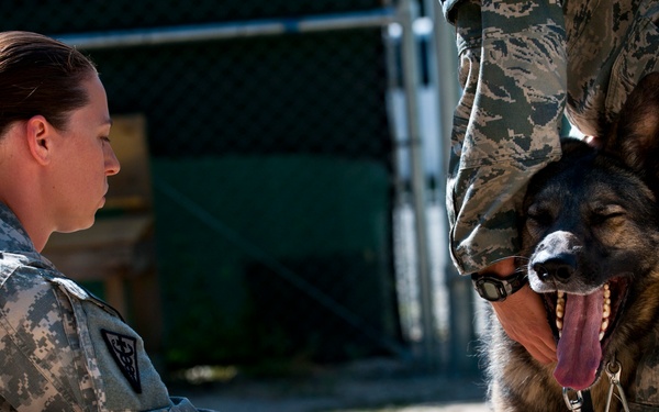 MWD veterinarian ensures healthiness