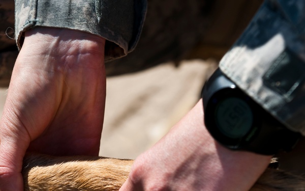 MWD veterinarian ensures healthiness