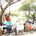 VETCAP in Kenya