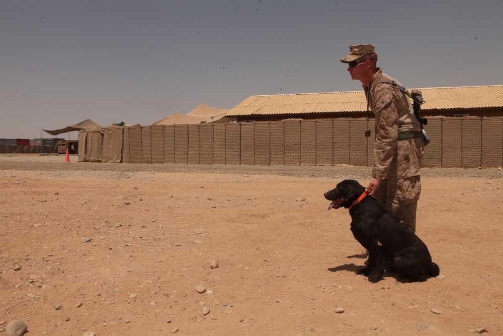 Improvised explosive device detection dog training on FOB Geronimo