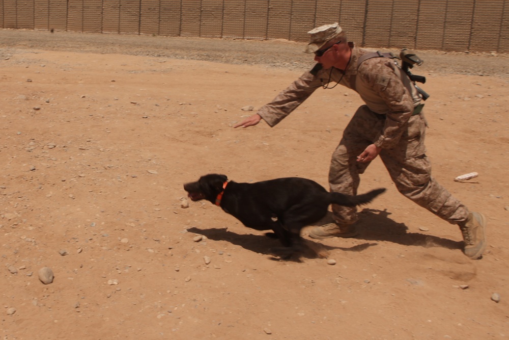 Improvised explosive device detection dog training on FOB Geronimo