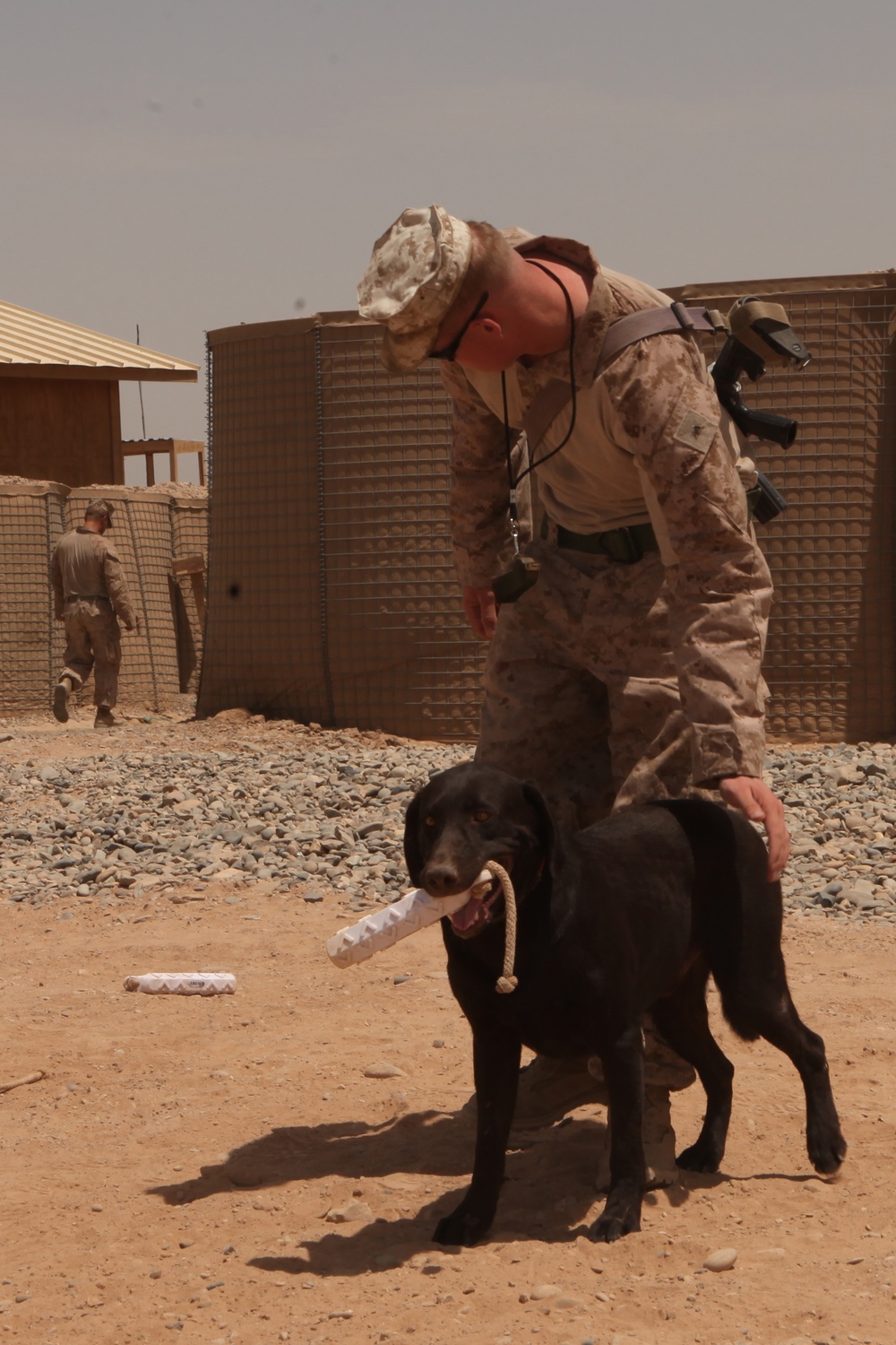 Improvised explosive device detection dog training on FOB Geronimo