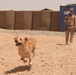 Improvised explosive device detection dog training on FOB Geronimo