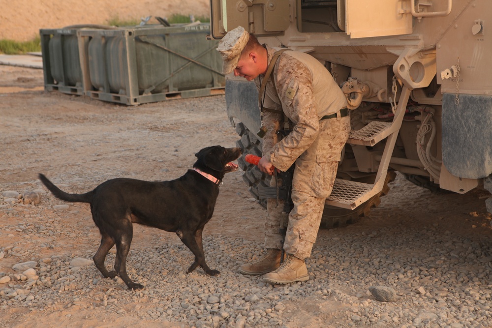 Improvised explosive device detection dog training on FOB Geronimo