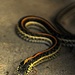Snake Eyes