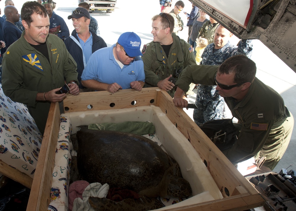 Transporting a sea turtle