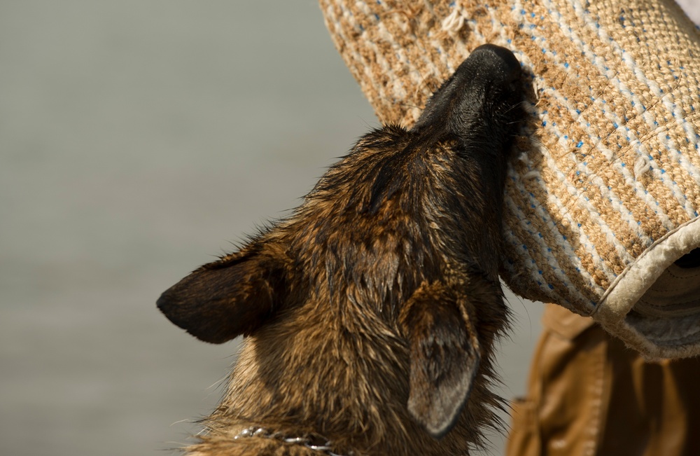 K9 water confidence and aggression training