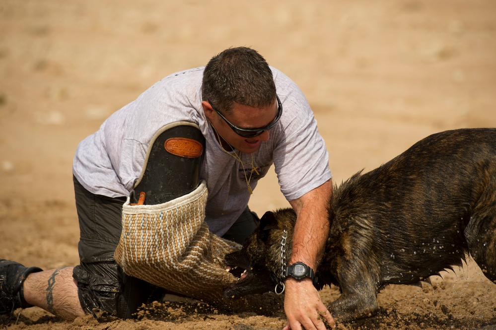 K9 water confidence and aggression training
