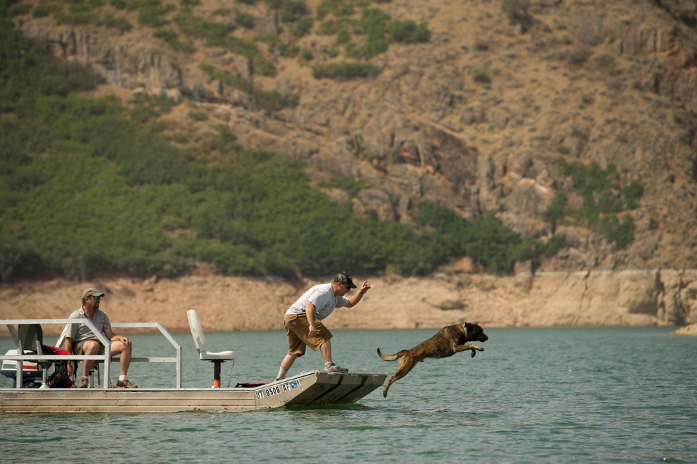 K9 water confidence and aggression training