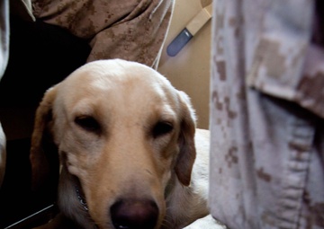 Following the scent: An explosive detector dog and his handler protect Marines