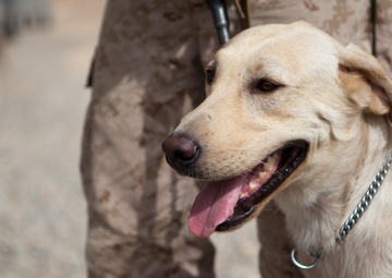Following the scent: An explosive detector dog and his handler protect Marines