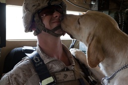 Following the scent: An explosive detector dog and his handler protect Marines