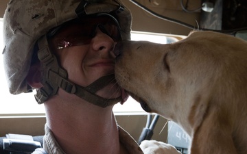 Following the scent: An explosive detector dog and his handler protect Marines
