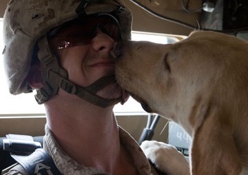 Following the scent: An explosive detector dog and his handler protect Marines