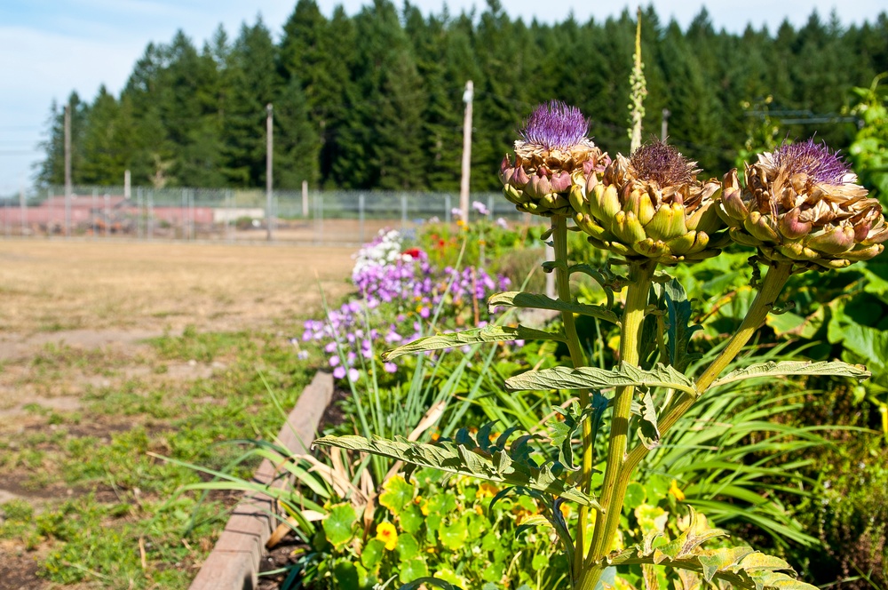 Seeds of hope: JBLM inmates grow a new start with horticulture program