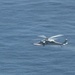 MH-60 Seahawk training exercise