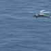 MH-60 Seahawk training exercise