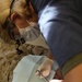 2nd Dental Battalion keeps troops combat ready