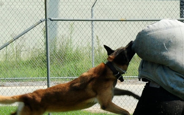 Military working dogs our brothers in arms