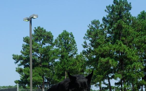 Military working dogs our brothers in arms