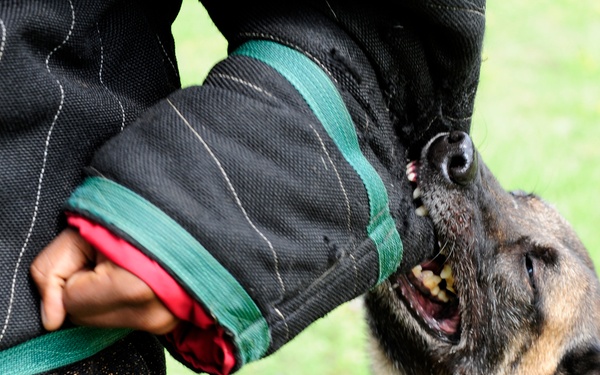 Military working dogs our brothers in arms