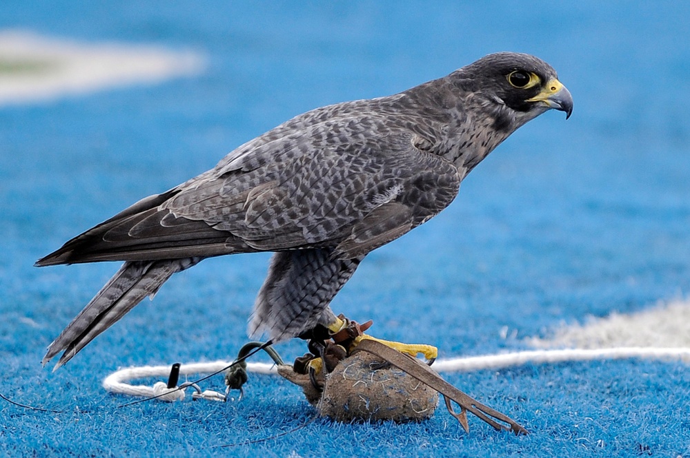 Air Force Academy Football