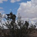 Rifleman Radio, Nett Warrior increase situational awareness in field