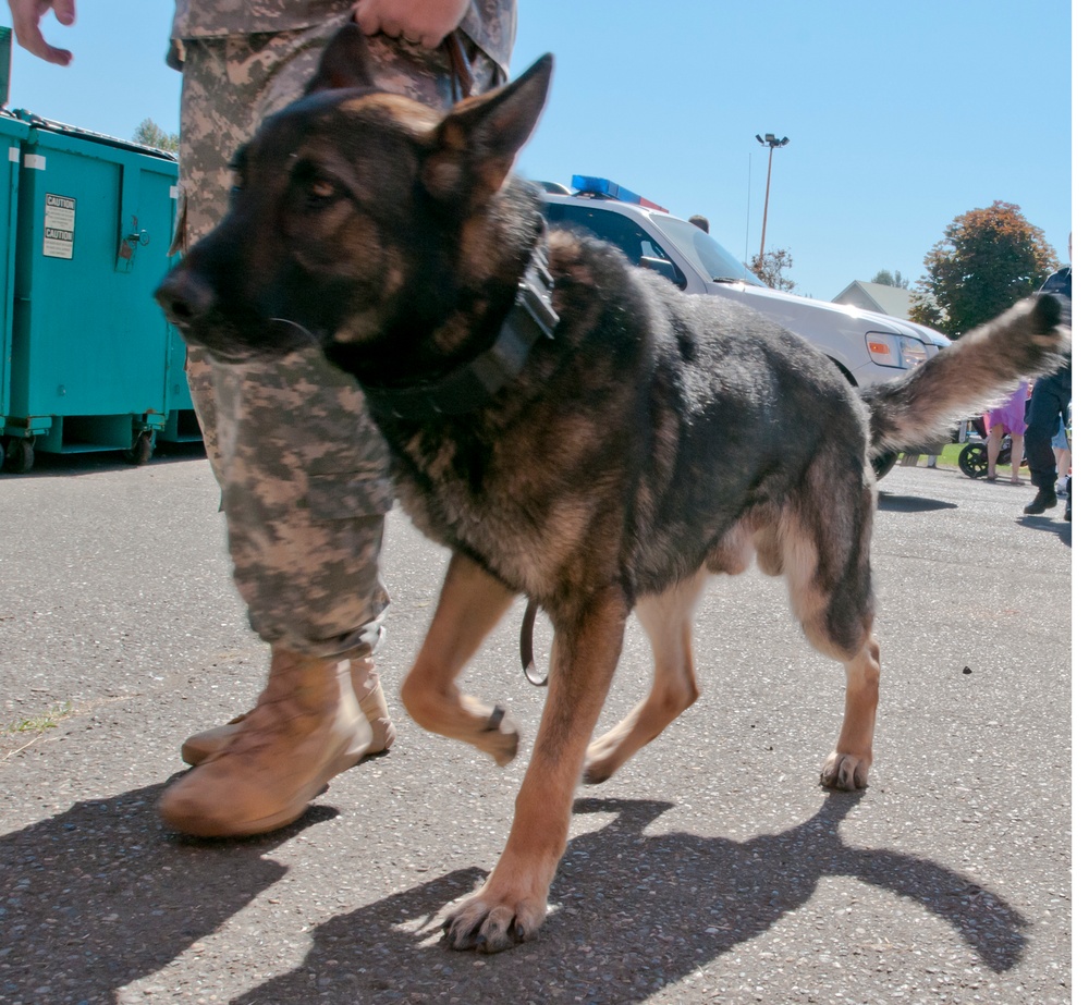 Military showcase all around dogs