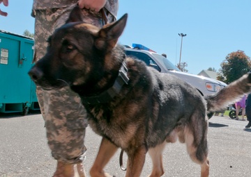 Military showcase all around dogs