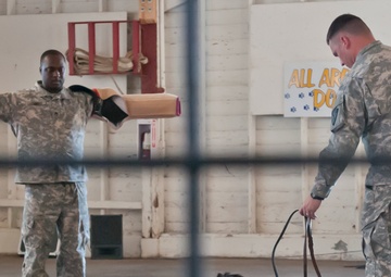 Military showcase all around dogs