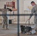 Military showcase all around dogs