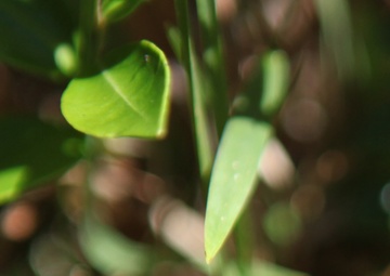 Lejeune home to many threatened, endangered species