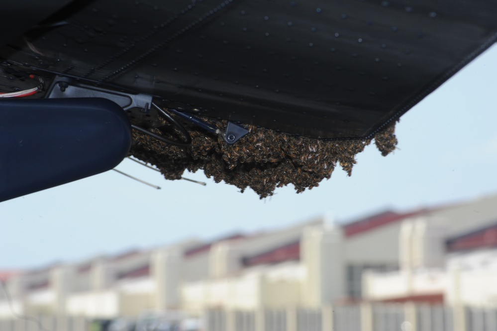 Bee swarm