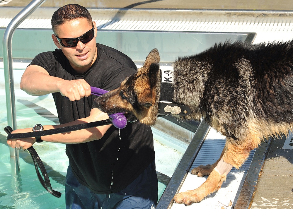 Law enforcement conducts K-9 water training