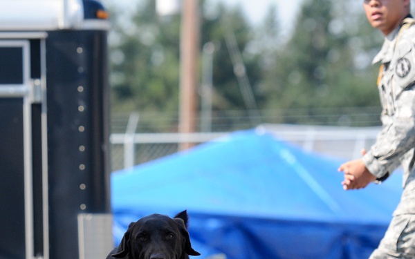 Military working dogs get put to the test
