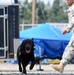 Military working dogs gets put to the test during  week-long certification