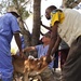 Tanzanians, CJTF-HOA partner for Veterinary Civic Action Program