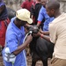 Tanzanians, CJTF-HOA partner for Veterinary Civic Action Program