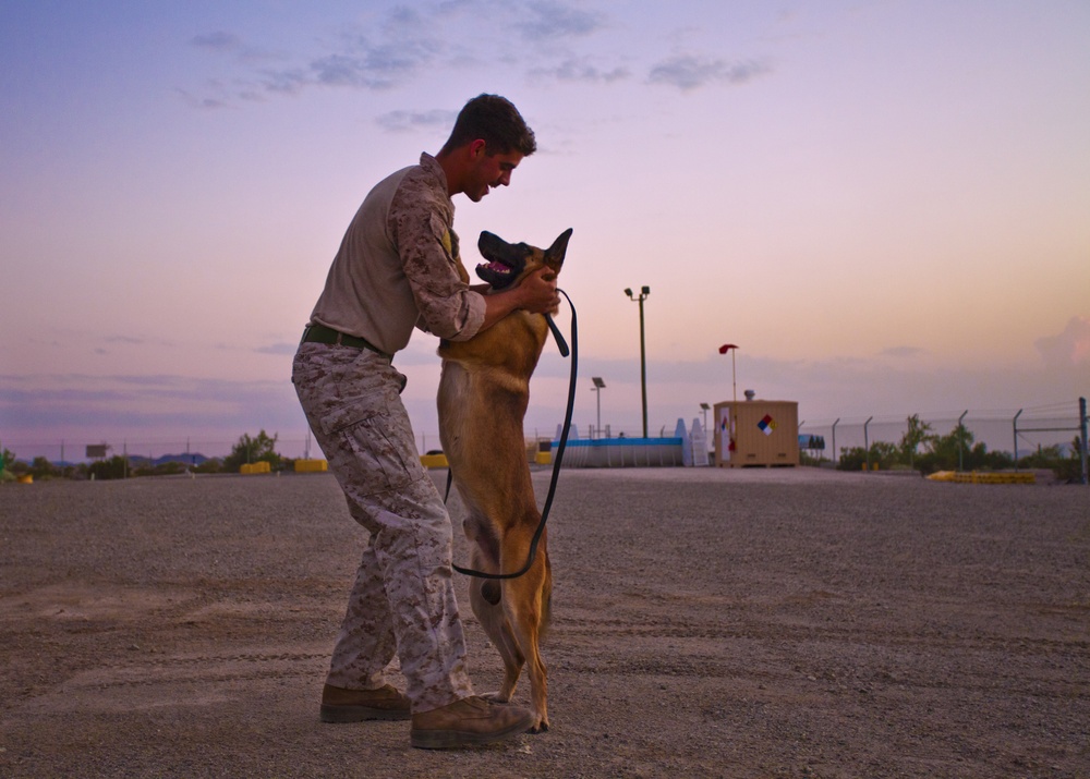 Dogs of War: IASK preps canine teams for combat