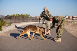 Dogs of War: IASK preps canine teams for combat