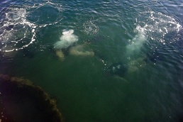 Recon Marines wrap up final qualifications with dive in unique territory