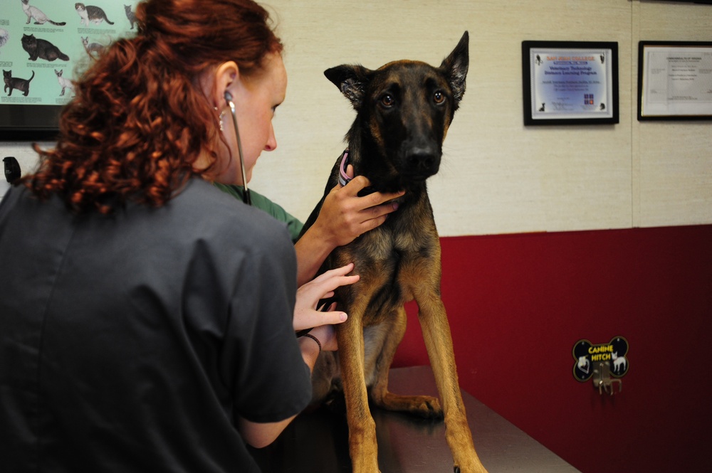 Military dog gets checkup